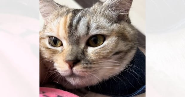 甘えてきた猫を抱っこして喋りかけたら…嘘みたいな『鳴き声』に爆笑する人が続出「想像以上に言ってるw」「食い気味で笑った」と13万再生