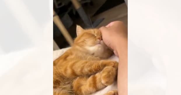 『気持ちよさそうに撫でられていた猫』が、次の瞬間…あまりにも想定外な『尊すぎる行動』に４万いいねの反響「かわえぇぇぇ」「愛だね」