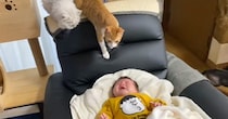 爆泣きしている赤ちゃんの周りに『続々と猫が集まってきた』結果…とんでもなく可愛い光景が276万再生「想像の3倍出てきて笑った」「大集合ｗ」