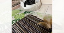 猫じゃらしで遊んでいたら、黒猫の『耳』が…可愛すぎる『変化』に笑顔になる人が続出「想像の3倍くらいヨーダで笑った」「胸キュン」