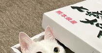メロン箱が好きすぎて入り込んだ猫→フタを閉めてみると……猫が見せた『可愛すぎる表情』に２万いいね「キラキラしてる」「めっちゃ良い」