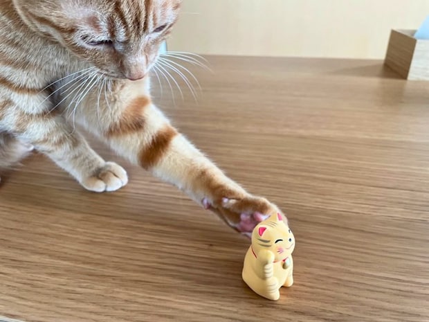 猫の置物に触る猫