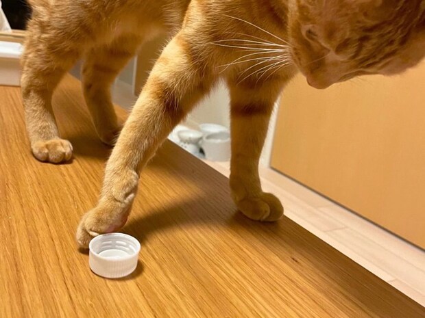 ペットボトルの蓋にちょっかいを出す猫
