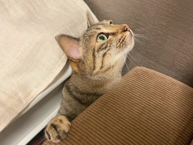 スキマから顔を出す猫