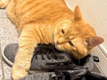 玄関で『パパの靴』の上にいるネコを見て…ママが放った『まさかの一言』に爆笑の声「男同士の匂いかなｗ」「抱きしめちゃってるよ」と14万表示