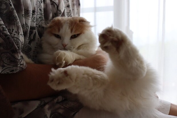 抱っこされている猫