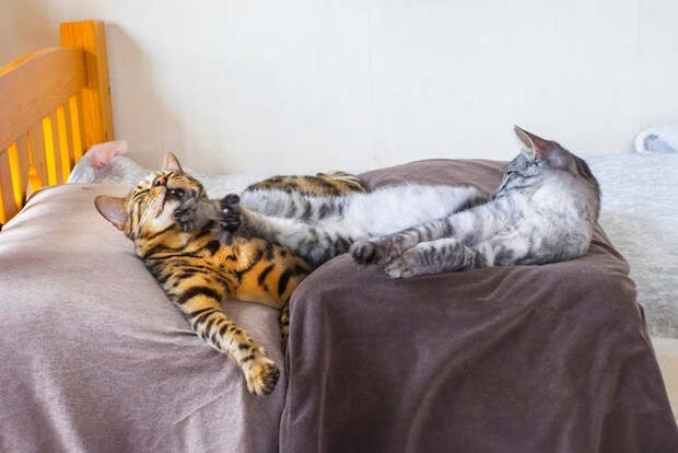 蹴られている猫