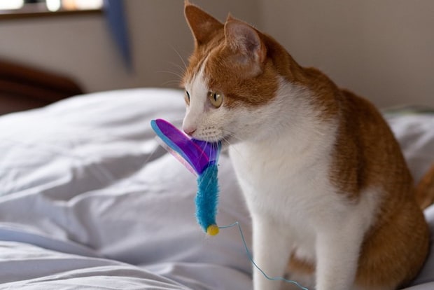 おもちゃをくわえる猫