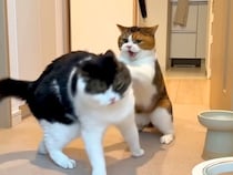 お姉ちゃん猫と仲良くなりたい弟猫が勇気を出して甘えてみたら…キスした瞬間見せた『ガチギレっぷり』に爆笑「距離感大事ｗ」「ドンマイ」