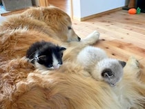 ２匹一緒に保護された赤ちゃんネコ→家には大型犬が住んでいて…あまりにも尊い 『心温まる成長記録』に「涙腺にくる」「全部愛おしい」と反響