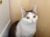 元気に遊んでいた猫→突然『警戒モード』になって、２時間後…『まさかの能力』に「猫の察知能力ってすごい」「気象予報士になれる」と反響