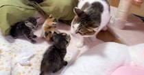 母を失った子猫を全く関係のない母猫に預けてみたら…想像以上に『心温まる光景』が42万再生「本当にほっこりする」「素晴らしいね」