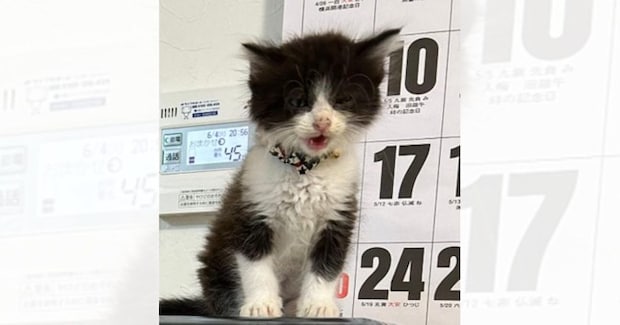 小さかった子猫が成長して…1年後に『同じ場所』で撮影した結果→劇的すぎるビフォーアフターに「2度見してしまったw」「別猫みたいw」の声