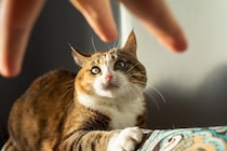 猫に決して言ってはいけない『NGワード』4選　わからないと思っても傷ついているかも