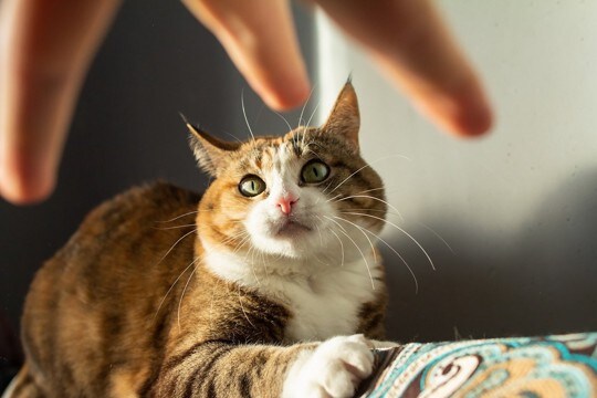 猫に決して言ってはいけない『NGワード』4選　わからないと思っても傷ついているかも
