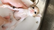『汚れていた3匹の子猫』をシャンプーすると…お湯の色が変化する様子と『尊すぎる反応』に「最高にかわいい」「気持ちよさそう」と反響
