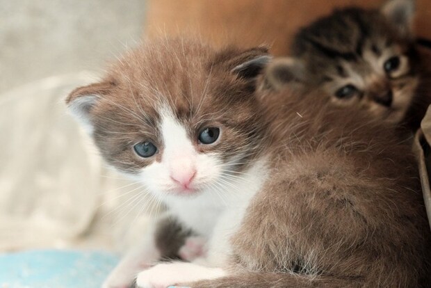 よちよち歩きの子猫たち