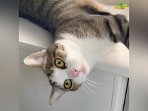 『いってきます』と仕事に行くことを伝えたら、ネコが…気を引くために見せた『あざとすぎる行動』が64万再生「犬系彼女」「ゴロゴロすごい」