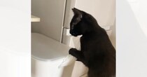 イタズラをしていた黒猫→『見られていること』に気が付くと…つい笑っちゃう『可愛すぎる反応』が31万再生「誤魔化してるｗ」「器用だなぁｗ」