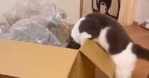 箱に入ろうとする猫を見ていたら…まさかの『どんくさすぎる光景』に「めっちゃ声出たｗ」「ジタバタが可愛すぎるｗ」と５万いいねの大反響
