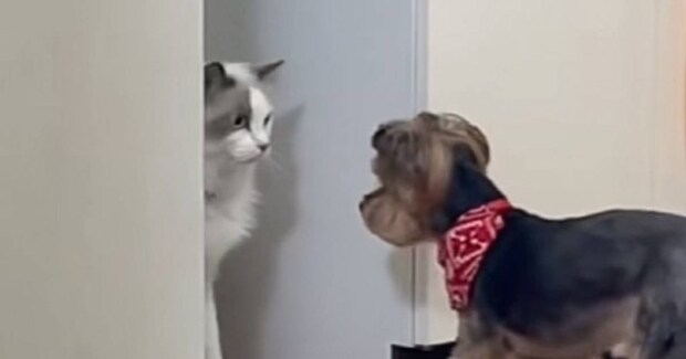 猫が『実家の犬』と初めて対面した結果…まさかの『表情』が可愛すぎると18万再生「なんて平和」「陽キャドッグとドン引きキャット」