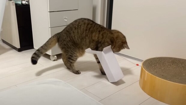 箱好きな猫の前に『小さすぎる箱』を置いてみたら…まさかの行動に爆笑する人が続出「チャレンジ精神見習いますｗ」「諦めないの大事ｗ」