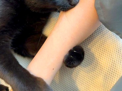 腕をギュッとしてきた黒猫→噛んできたと思ったら…痛いのについ許してしまう『愛情表現』が211万表示「食われてますねぇ」「かわいいカプッ」