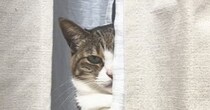 パパのことが大好きすぎる猫→ママと仲良くしていないか『監視してくる様子』に爆笑の声「泥棒猫がって思ってそうｗ」「静かな圧ｗ」と13万再生