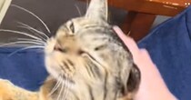 甘えん坊すぎる猫→飼い主さんが撫でるのをやめると…『まさかの反応』に笑っちゃう人が続出「なんで？って感じが可愛いｗ」「わかりやすいｗ」