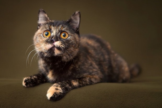 一点を見つめるべっこう猫