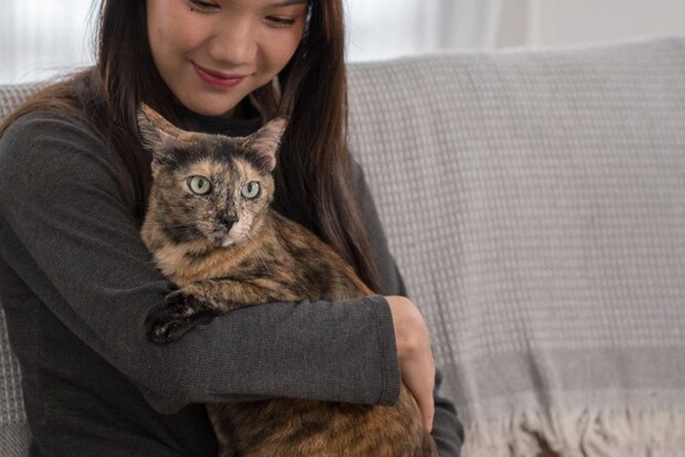 女性に抱っこされるべっこう猫