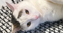 猫が来てほしくないところに突起がたくさんついた『猫避け』を置いたら…まさかの光景に５万いいね「ツボにいいのかな」「血行よくなりそうｗ」