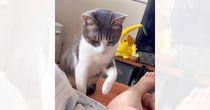 突然じーっと見つめてきて何かと思ったら…猫が見せた『まさかすぎる行動』が176万再生「間違えるなんて可愛い」「大爆笑しちゃった」
