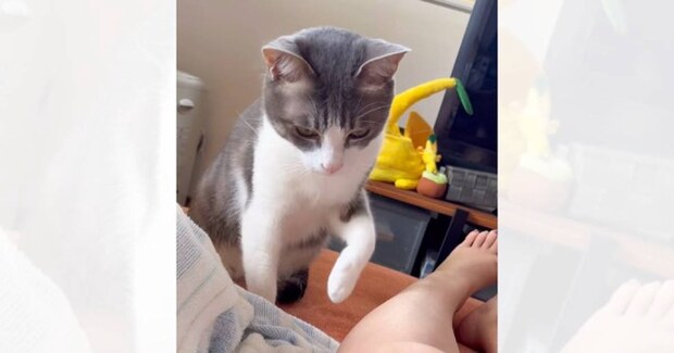 突然じーっと見つめてきて何かと思ったら…猫が見せた『まさかすぎる行動』が176万再生「間違えるなんて可愛い」「大爆笑しちゃった」