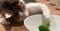 ブロッコリーの入っているお皿に前足を伸ばした猫…真剣に取ろうとする様子が可愛すぎると69万再生「必死すぎて笑った」「応援したくなるｗ」