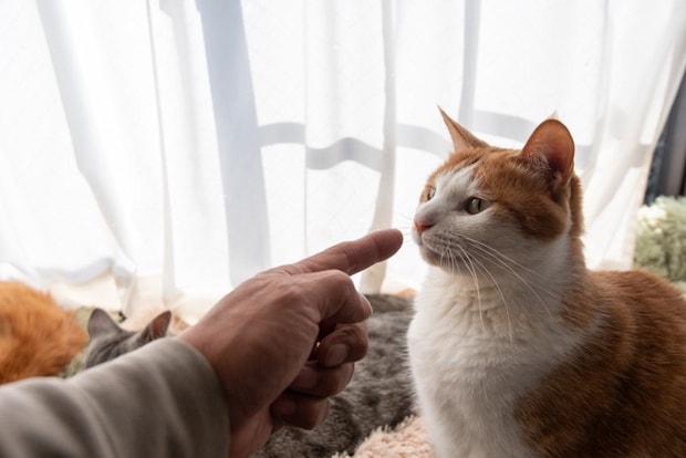 飼い主に指差しされる飼い猫
