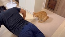 腕立て伏せをしていた夫に……猫がとった『まさかの行動』に爆笑する人が続出「腹筋と何が違うのかｗｗ」「むしりに行ってるｗ」