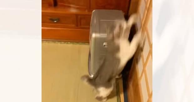 猫が突然『障子を駆け上がり始めた』かと思ったら…『まさかの光景』が438万再生「吾輩は神である」「可愛すぎて笑った」と大反響