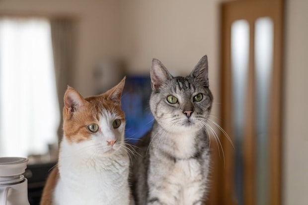 並んで見つめる可愛い二匹の猫