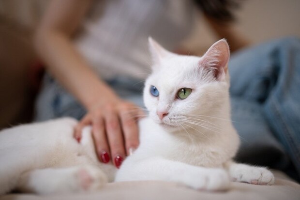 飼い主に撫でられている猫