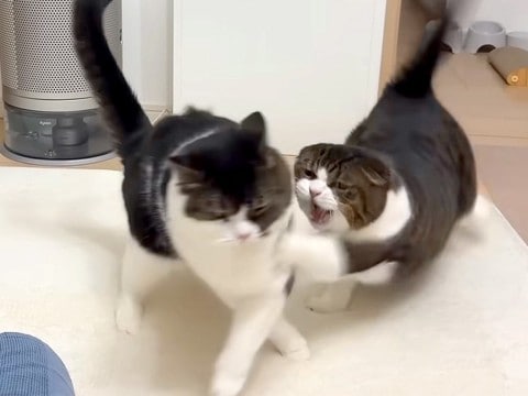 久しぶりに会えたのに、２匹のネコが兄弟喧嘩をしてしまい…夜になってから見せた『意外な展開』に「うらやましい」「ネコパラダイス」と反響
