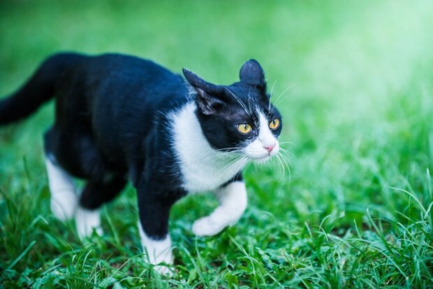 野外を歩く白黒猫