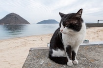 まるで猫版『寅さん』！？多くの人々に見守られながら、冒険を続ける白黒猫　英国