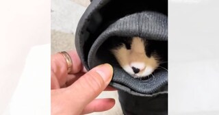 ムームーと助けを求めるように鳴く猫→パパの『服の袖』を見ると…笑わずにはいられない光景が103万再生「可愛すぎるｗ」「あかんつられるｗ」