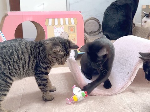 全力で遊ぶ赤ちゃんネコたち→終わったら1列に並んで…信じられないほど尊い『いただきますの光景』に「一斉にペロペロ」「楽しいね」と反響