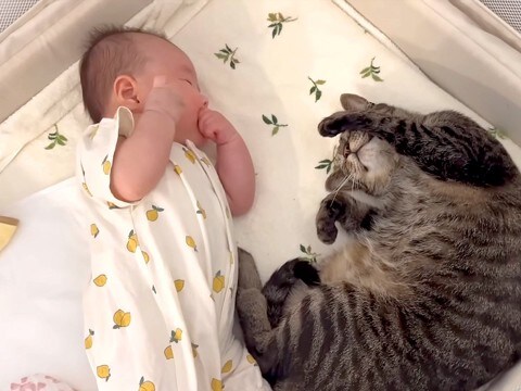 ママがベビーベッドを見に行くと、ネコが丸まっていて…赤ちゃんと距離を縮めたくて見せた『素敵な光景』が10万再生「シンクロポーズは神回」