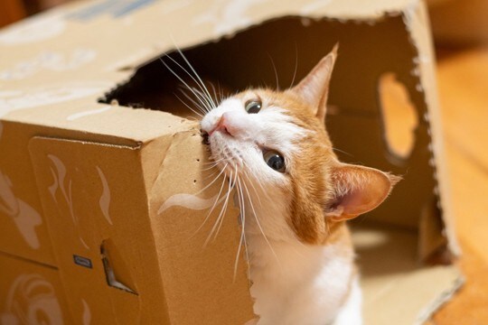 猫の飼い主さんが『どうしてもやめてほしい』と願う、愛猫の行為4選 それぞれの対処法も