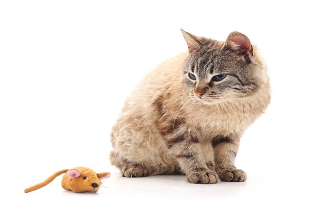 猫とねずみのおもちゃ