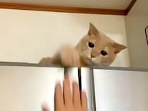 冷蔵庫の上にいるネコに手を伸ばして遊ぶ男の子→６年後、同じ場所でジャンプしてみせたら…『想像以上のリアクション』が話題「大きくなったね」