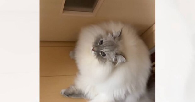 「やだ～って言ってるｗ」ママに甘えたくてドアの前を塞いでいた猫→『おやすみね』と言ったら…まさかの『返事』が62万再生「会話してて素敵」